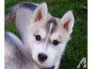 Siberian Husky Puppy for sale in ORTING, WA, USA