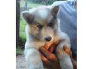 Native American Indian Dog Puppy for sale in Lowell, MI, USA