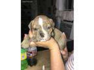 Olde English Bulldogge Puppy for sale in Trion, GA, USA