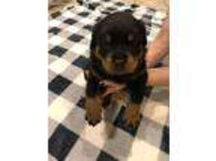Rottweiler Puppy for sale in Branson, MO, USA