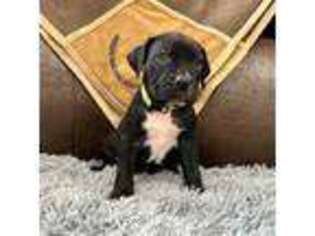 Boerboel Puppy for sale in Grants Pass, OR, USA