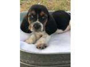 Basset Hound Puppy for sale in Cordele, GA, USA