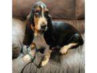 Basset Hound Puppy for sale in Oneonta, NY, USA