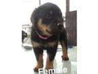 Rottweiler Puppy for sale in Washington, PA, USA