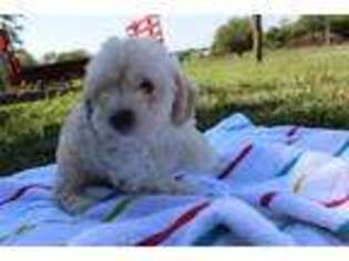 Mutt Puppy for sale in Jamesport, MO, USA