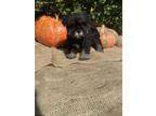 Mutt Puppy for sale in Conklin, NY, USA
