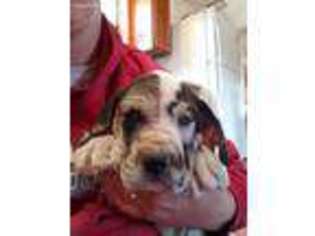 Great Dane Puppy for sale in Ruidoso, NM, USA