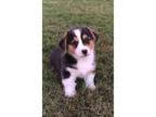 Pembroke Welsh Corgi Puppy for sale in Waxahachie, TX, USA