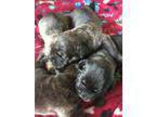 Cane Corso Puppy for sale in Orrum, NC, USA