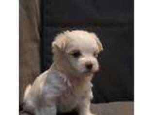 Maltese Puppy for sale in Highland Park, IL, USA