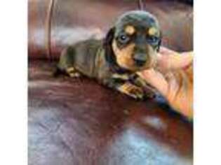 Dachshund Puppy for sale in Ashland, WI, USA