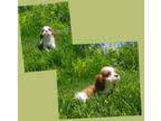 Cavalier King Charles Spaniel Puppy for sale in Loogootee, IN, USA