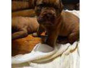 American Bull Dogue De Bordeaux Puppy for sale in Chambersburg, PA, USA