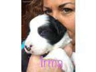 Border Collie Puppy for sale in Caledonia, NY, USA