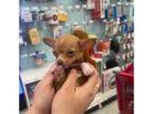 Chihuahua Puppy for sale in Harrison, NJ, USA