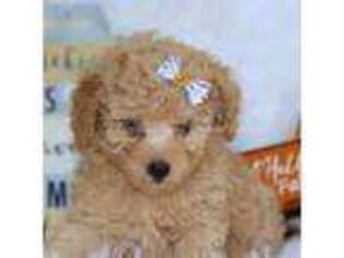 Goldendoodle Puppy for sale in Durant, OK, USA