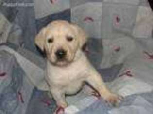 Labrador Retriever Puppy for sale in Dayton, VA, USA