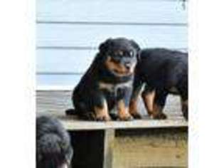 Rottweiler Puppy for sale in Newbern, TN, USA