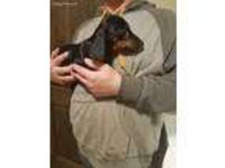 Dachshund Puppy for sale in Rush City, MN, USA