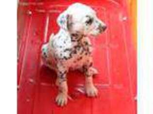 Dalmatian Puppy for sale in Gordonville, PA, USA