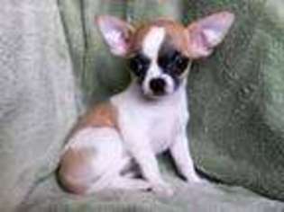 Chihuahua Puppy for sale in Barstow, CA, USA