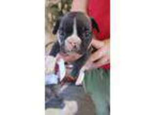 Medium Photo #1 French Bulldog Puppy For Sale in Thatcher, AZ, USA