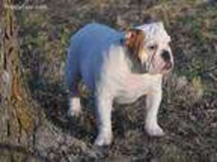 Bulldog Puppy for sale in Waynesville, MO, USA