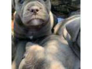 Olde English Bulldogge Puppy for sale in Thomasville, NC, USA