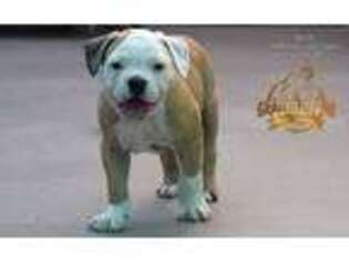 American Bulldog Puppy for sale in Las Vegas, NV, USA