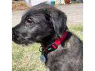 Irish Wolfhound Puppy for sale in Waukomis, OK, USA