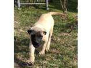 Mastiff Puppy for sale in Flat Rock, AL, USA