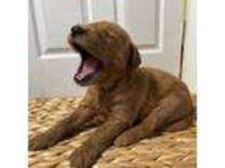 Goldendoodle Puppy for sale in Americus, GA, USA