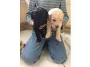 Goldendoodle Puppy for sale in Bigfork, MT, USA