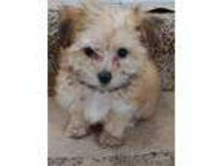 Havanese Puppy for sale in Melba, ID, USA