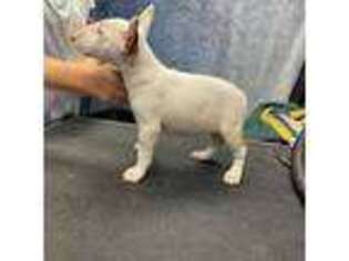 Bull Terrier Puppy for sale in Springfield, IL, USA