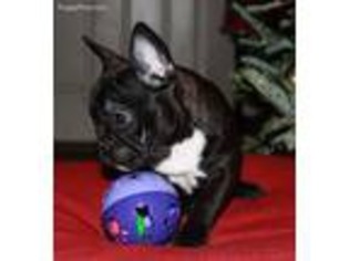 French Bulldog Puppy for sale in Lake City, FL, USA