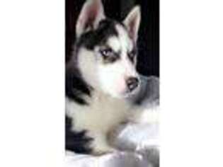 Siberian Husky Puppy for sale in Bloomfield Hills, MI, USA