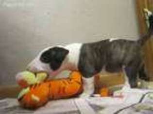 Bull Terrier Puppy for sale in Brookfield, MO, USA