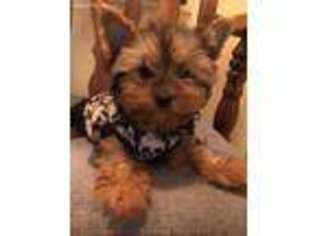 Yorkshire Terrier Puppy for sale in Danbury, NC, USA