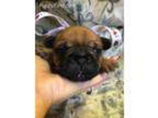 French Bulldog Puppy for sale in Angleton, TX, USA