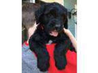 Mutt Puppy for sale in Gig Harbor, WA, USA