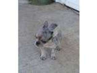 French Bulldog Puppy for sale in Eckert, CO, USA