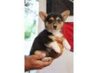 Pembroke Welsh Corgi Puppy for sale in Boise City, OK, USA