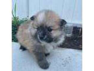 Pomeranian Puppy for sale in Englewood, NJ, USA