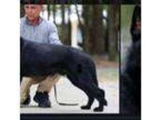 German Shepherd Dog Puppy for sale in Williston, FL, USA