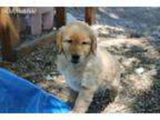 Golden Retriever Puppy for sale in Sleepy Eye, MN, USA