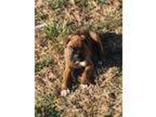 Boxer Puppy for sale in Sparta, MO, USA
