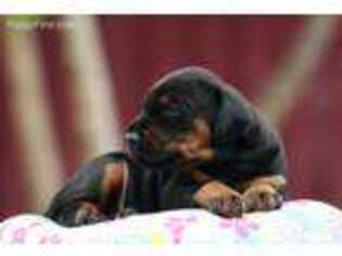 Doberman Pinscher Puppy for sale in Anderson, IN, USA