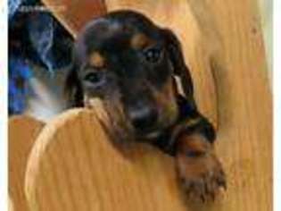 Dachshund Puppy for sale in Pomona, MO, USA