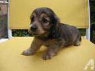 Dachshund Puppy for sale in YUBA CITY, CA, USA